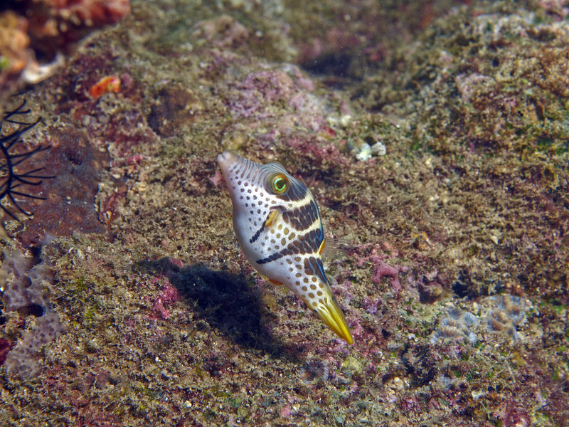 Boxfish, Ernie's Cave